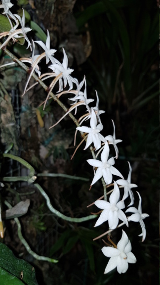 Aerangis biloba 20201113