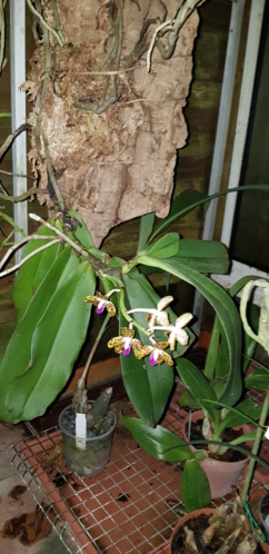 Phalaenopsis hygrochila 20220211