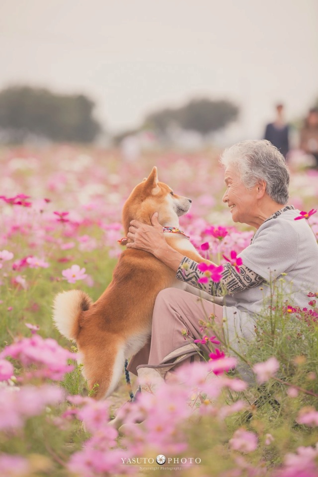 柴犬 - 推主用鏡頭記錄下祖母與柴柴互動的點點滴滴 Dsbhnt11