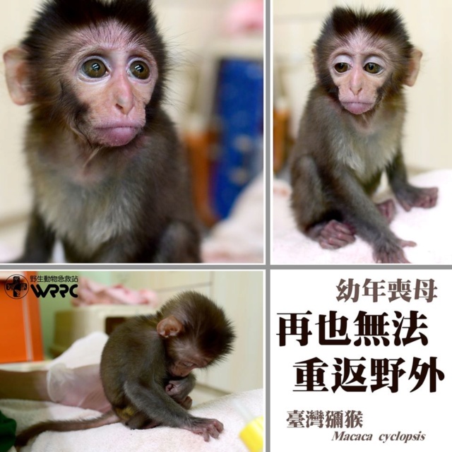 你按讚、我捐款！《超"人"氣動物園》邀網友共同守護台灣野生動物  《超"人"氣動物園》2月14日情人節 開放「斗內」 Euoyaa10