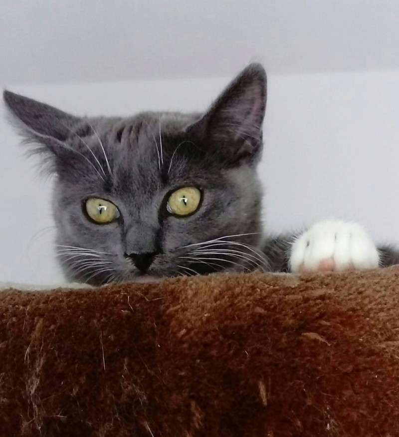 MAÏ 20180715