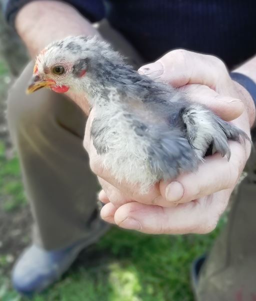 Poussins Pekin, poules ou coqs ? Poussi15