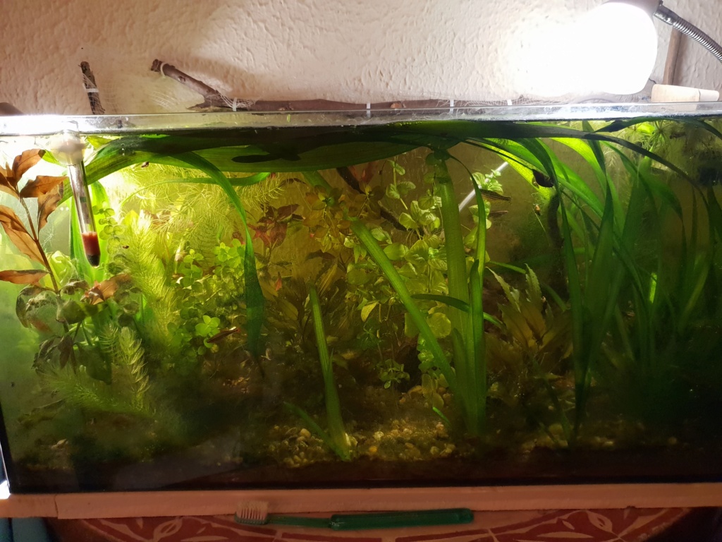 60L low tech/no tech extérieur: Fin de l'expérience, l'aquarium n'est plus ! 20180810