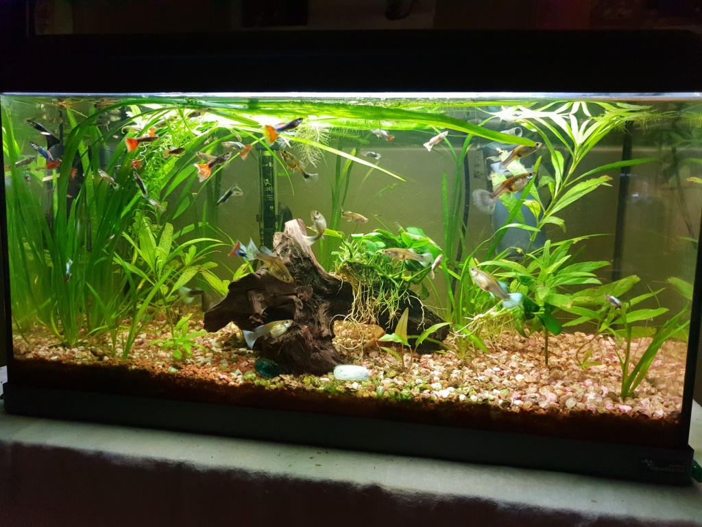 Présentation rapide 60L spé guppy