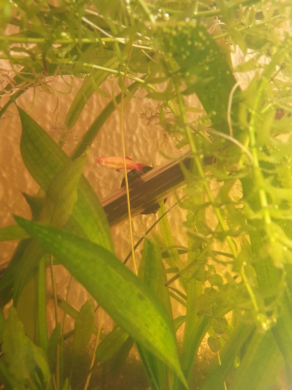 60L low tech/no tech extérieur: Fin de l'expérience, l'aquarium n'est plus ! - Page 2 20190313