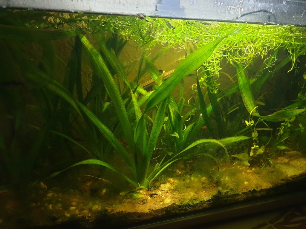 60L low tech/no tech extérieur: Fin de l'expérience, l'aquarium n'est plus ! - Page 2 20190317