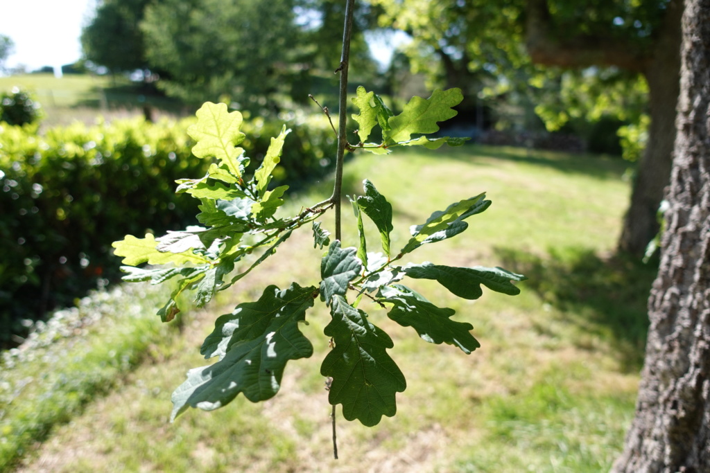 Feuille de l'arbre non corriger et corriger (avis et conseils) Dsc01211