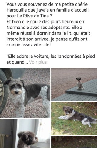 HARSOUILLE, croisée bichon de 5 ans 1/2, orpheline - Page 2 20190825