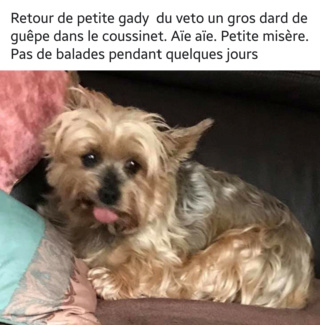 GADYNA, craquante tite york de 5 ans, réformée d'élevage 20190858