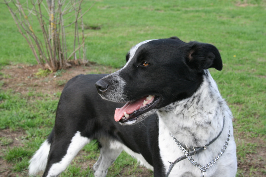 MAYRON (Border Collie croisé Labrador) Img_0411