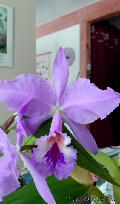 Cattleya jenmanii 20201210