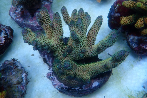 About PixMe Coral Culture and our stock P1172710