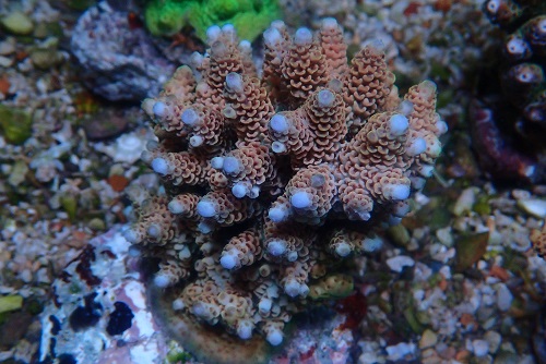 About PixMe Coral Culture and our stock P1172711