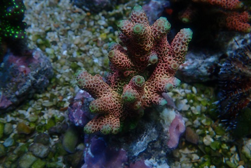 About PixMe Coral Culture and our stock P1172910