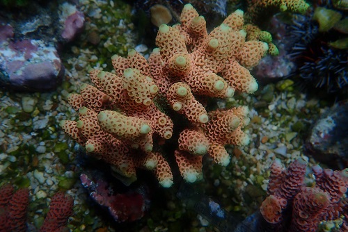About PixMe Coral Culture and our stock P1172911