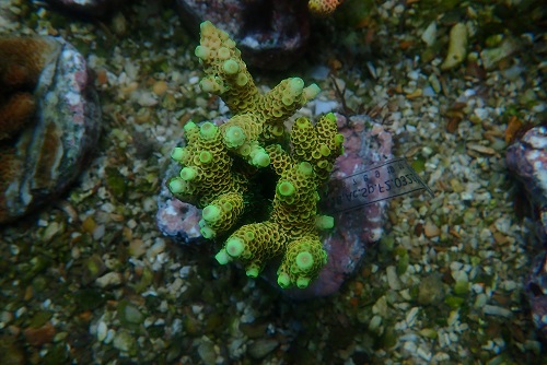 About PixMe Coral Culture and our stock P1172914