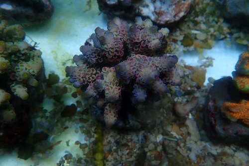 About PixMe Coral Culture and our stock P1172916