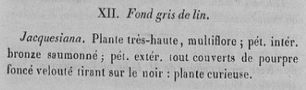 Iris couleur  bordeaux 184211