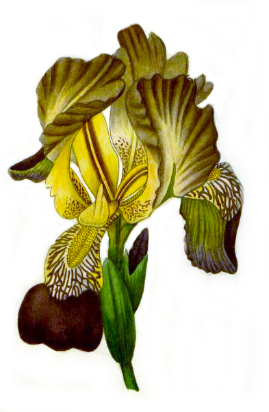Iris 'Jacquesiana' ( ou pas )  - Jean-Nicolas Lémon 1840 - Page 4 18_41_10