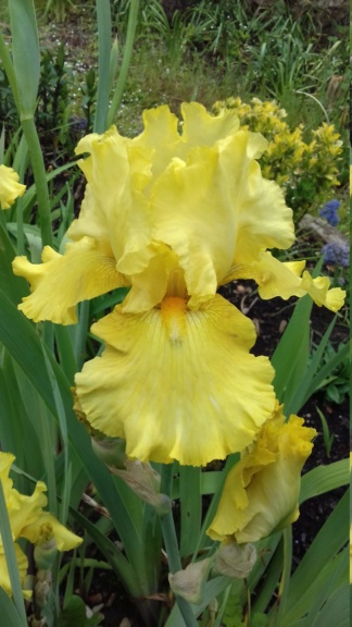 Iris 'Golden Immortal' [Identification]jaune remontant 20210516