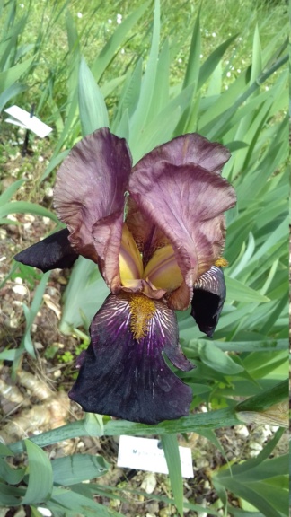 Iris violet bitone - Flora [identification en cours] 20210539