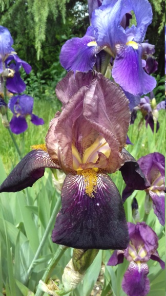 Iris violet bitone - Flora [identification en cours] 20210540