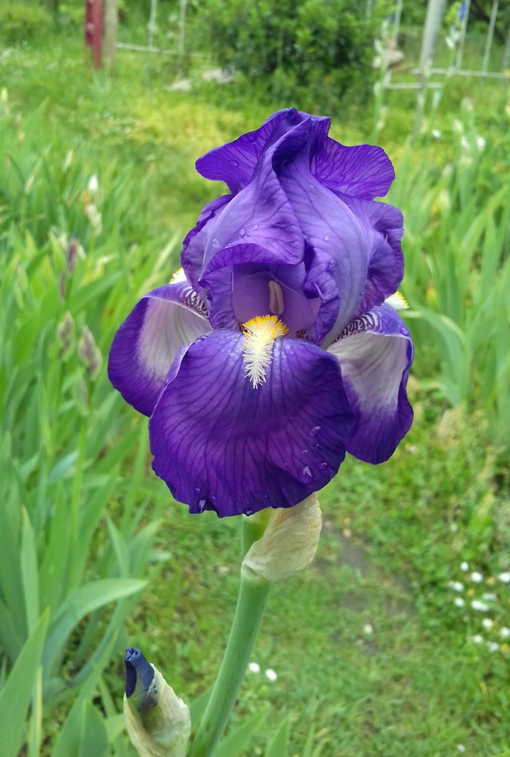 Iris plicata - tentative de reconstitution  20210559