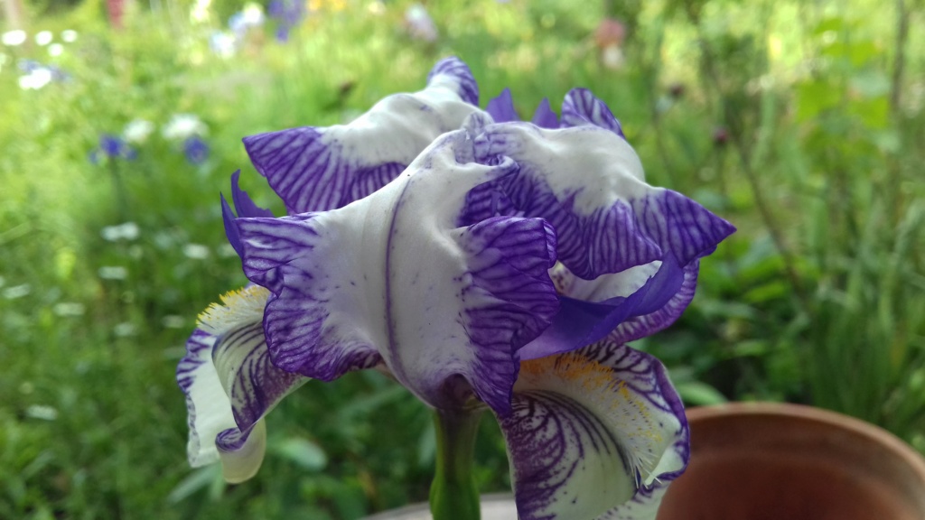 Iris blanc veiné de mauve 20210581