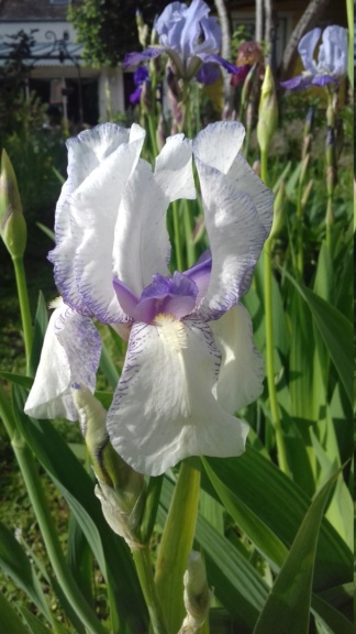 Deux iris plicata [id. en cours - Squalens] 20210586