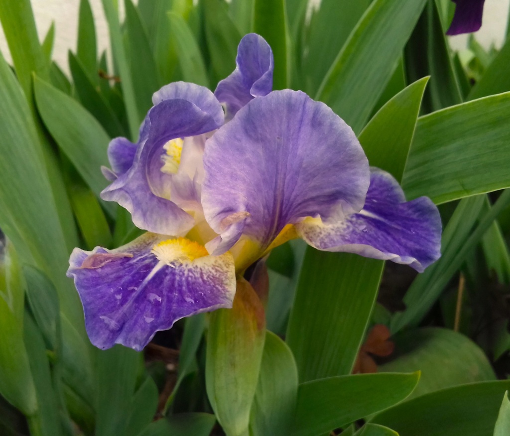 identification iris nains de Squalens 20220313