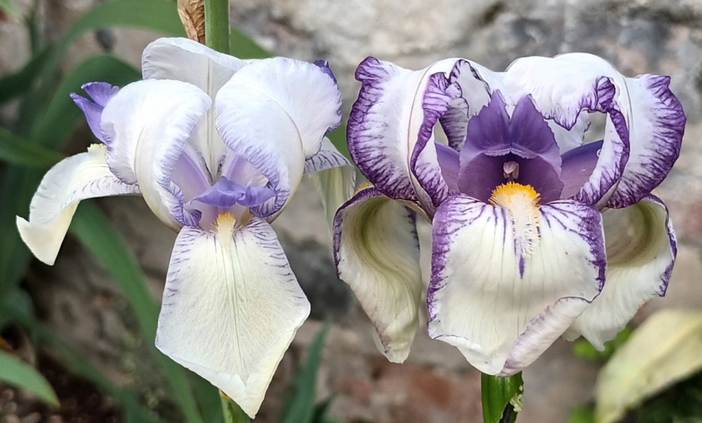 Iris plicata - tentative de reconstitution  20240534