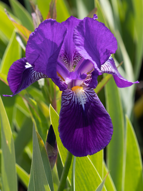 Iris pseudo spectabilis ou sylvatica 703710