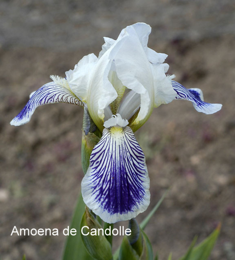 Iris amœna Amoena11