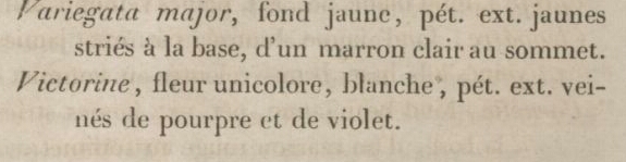 Lémon - iris Victorine ou Mme Lémon ? Annale12