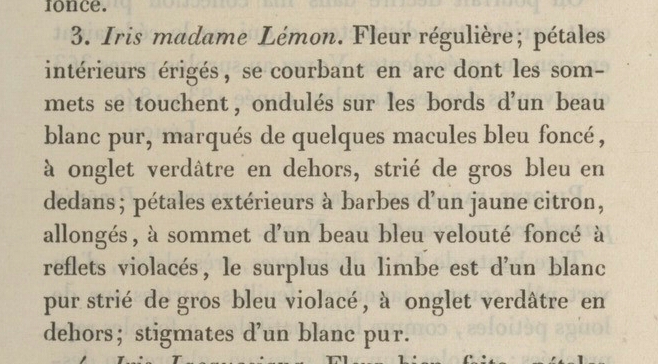 Lémon - iris Victorine ou Mme Lémon ? Annale13