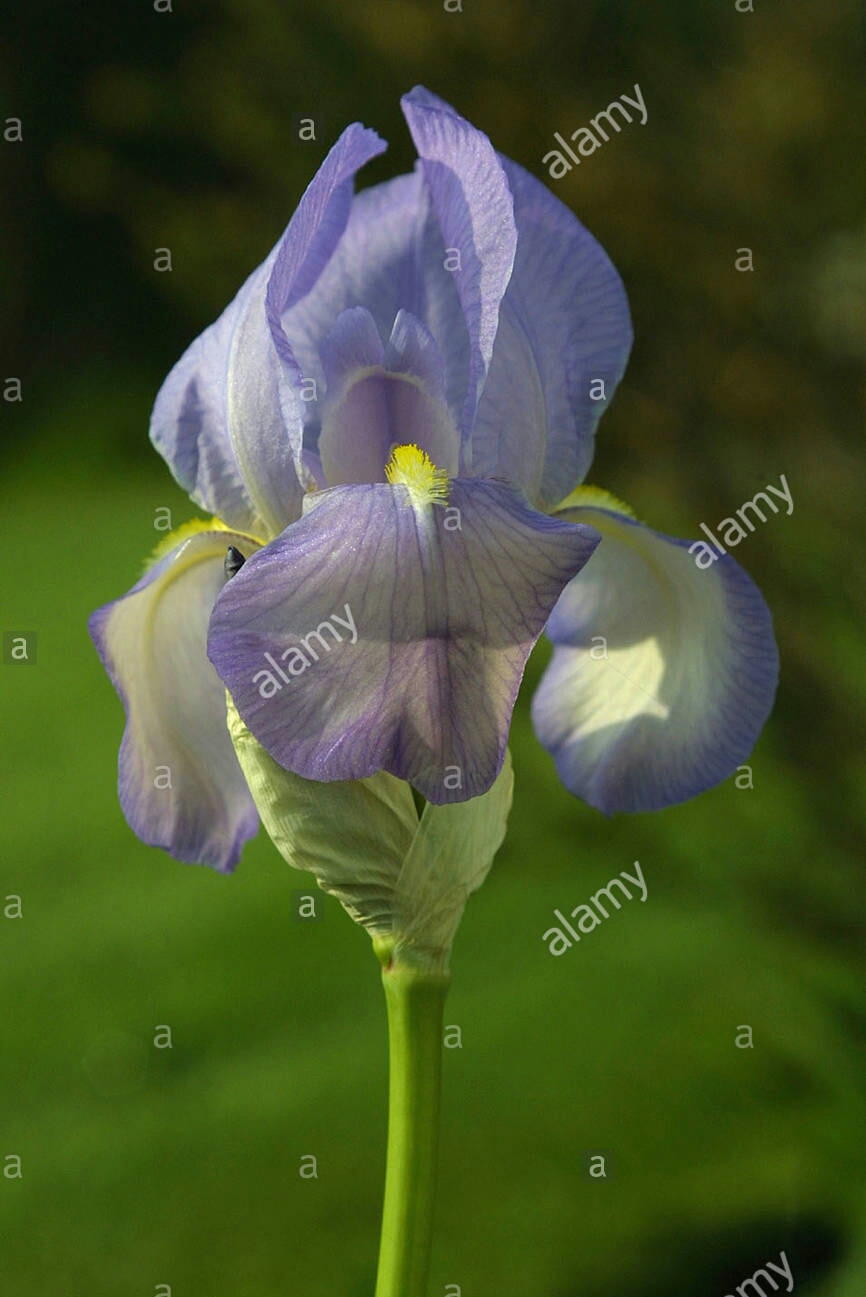 Iris plicata - tentative de reconstitution  Atcd8g10