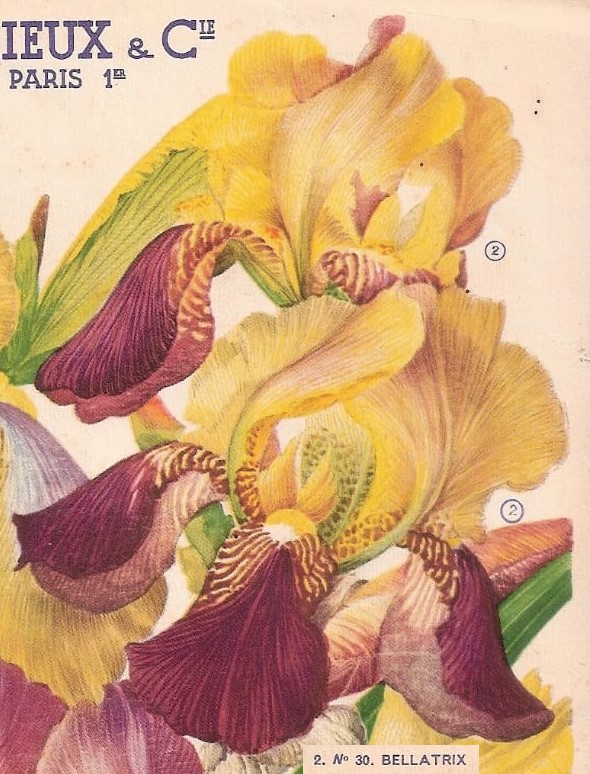 Iris 'Jacquesiana' ( ou pas )  - Jean-Nicolas Lémon 1840 - Page 4 Bellat11