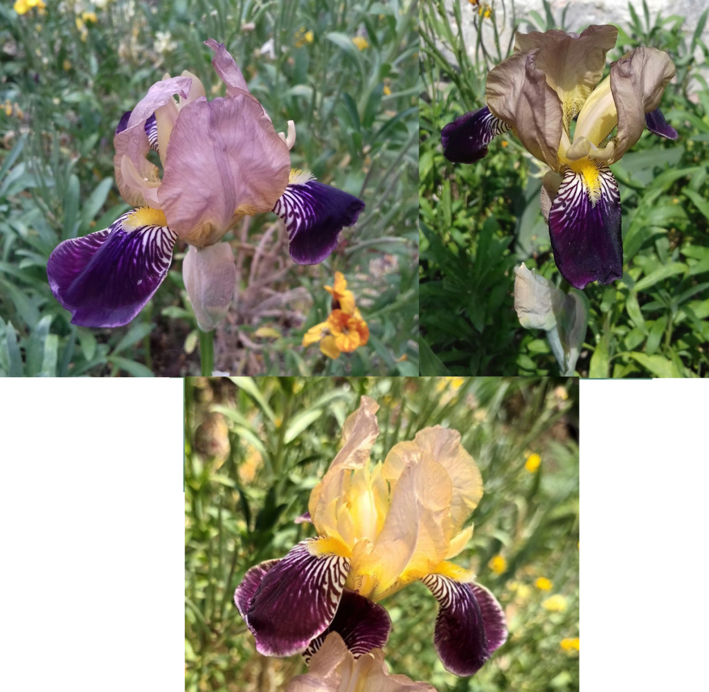 De Bure - Iris versicolor vetus Compar10