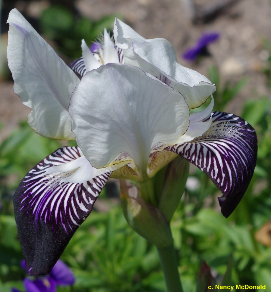Iris amœna Drady110