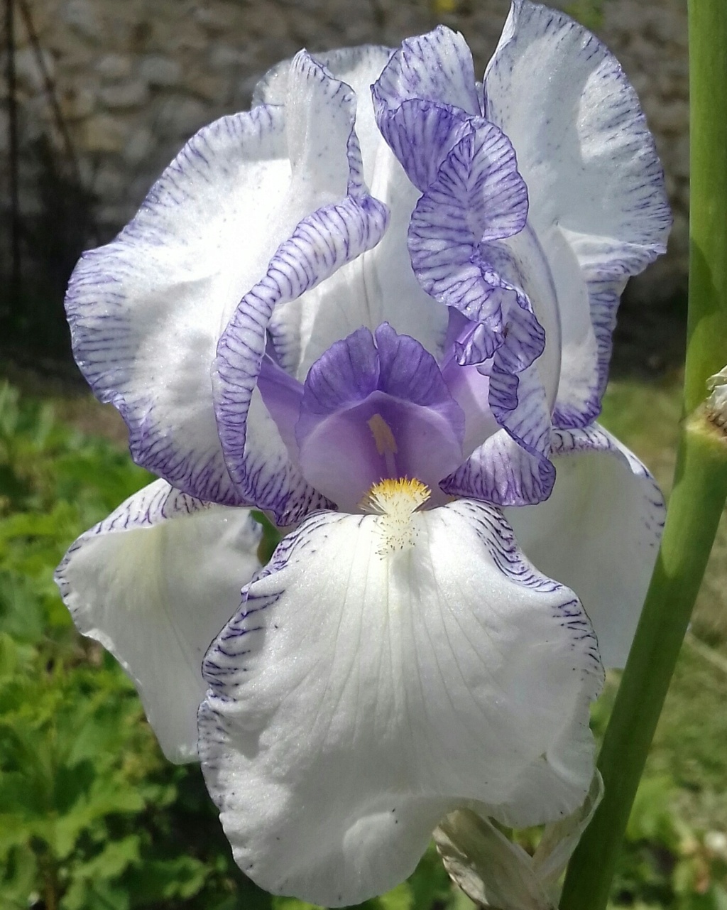 Deux iris plicata [id. en cours - Squalens] Fhej10
