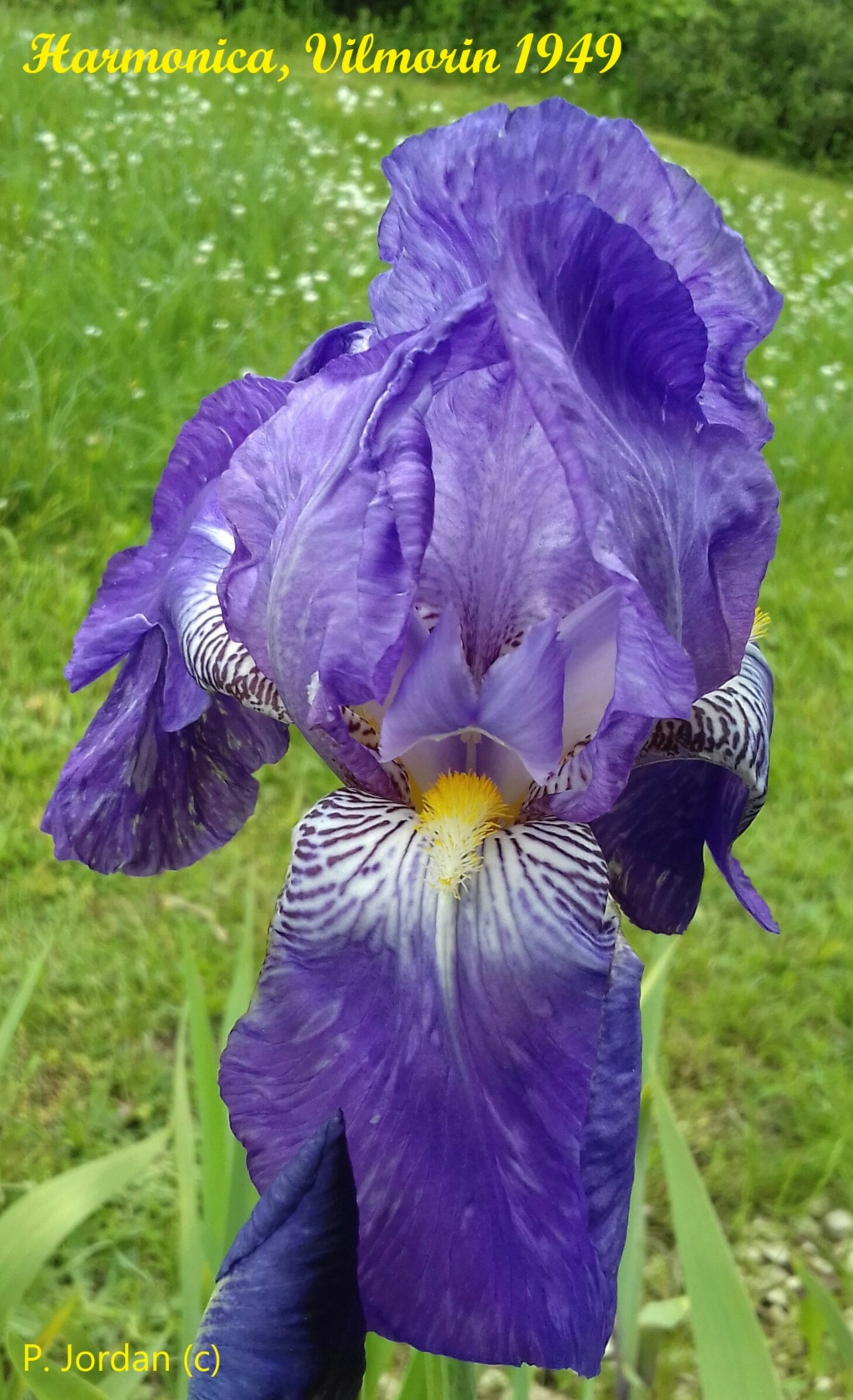 Les iris inédits : diploïdes horticoles français  Harmon10