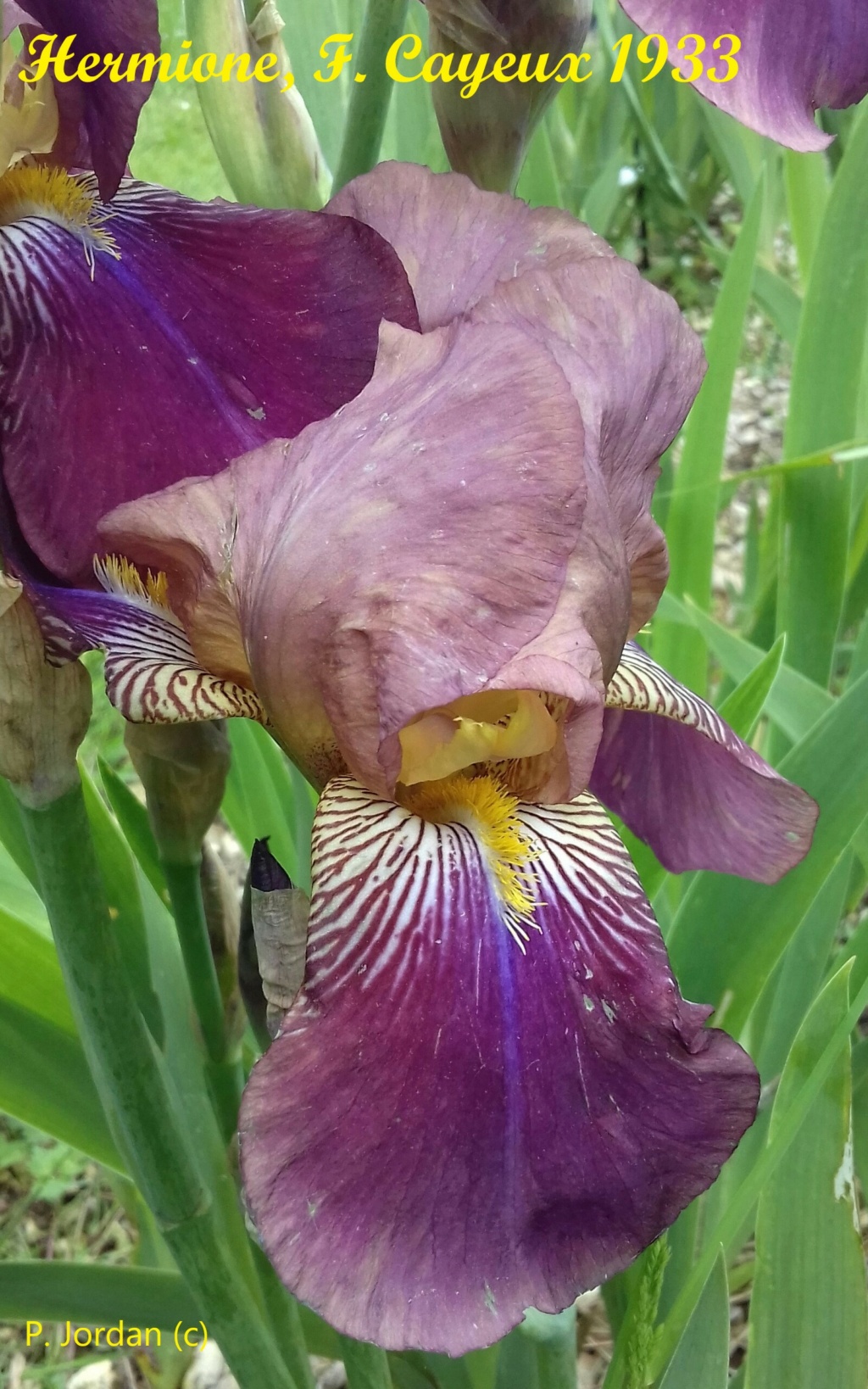 Les iris inédits : diploïdes horticoles français  Hermio10