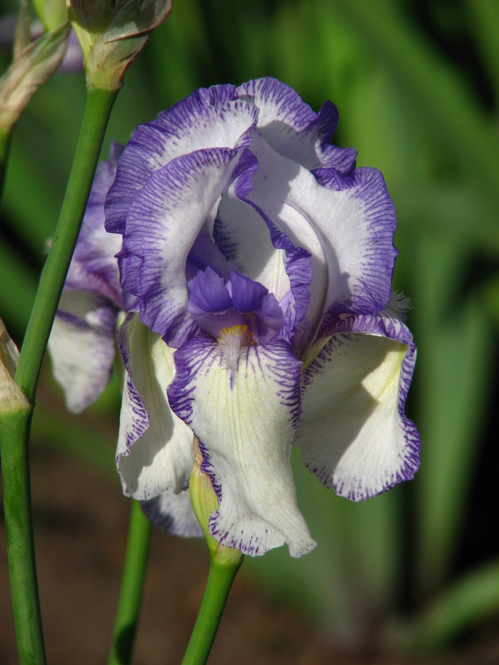 Deux iris plicata [id. en cours - Squalens] Iris_m12
