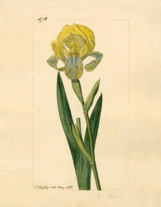 Iris virescens - illustré par Redouté Iris_s14