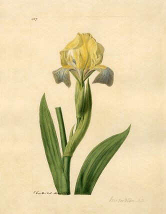 Iris virescens - illustré par Redouté Iris_s15