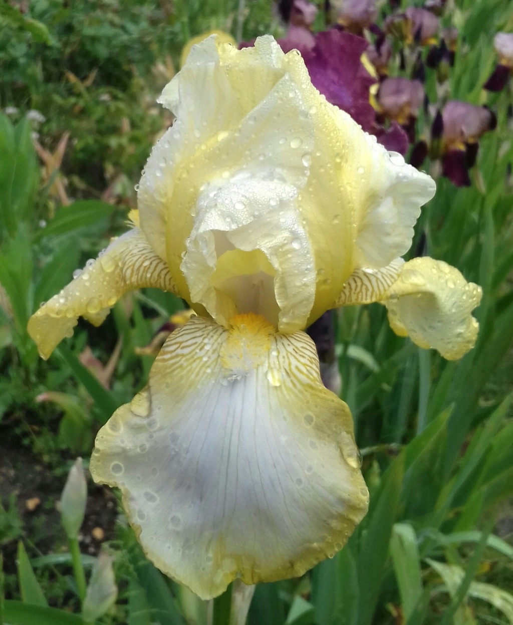Iris jaune pâle [id. en cours - Squalens] Jaune_10