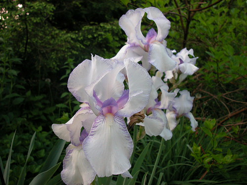 Deux iris plicata [id. en cours - Squalens] Jeanne11