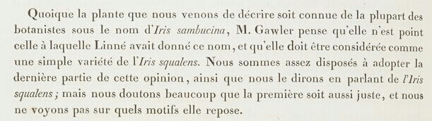 SAMBUCINA II : iris germanica n°8 et iris belgica n°11 Les_li17