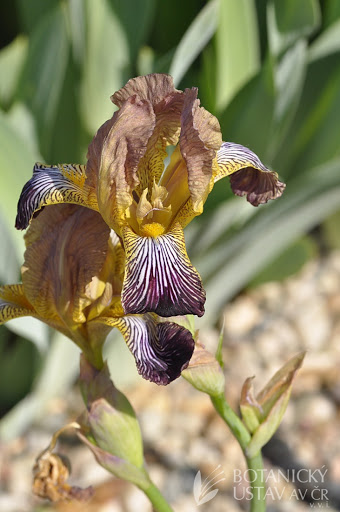 Iris lurida Lurida10