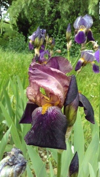 Iris violet bitone 2 - Flora [identification en cours] Mme_he10